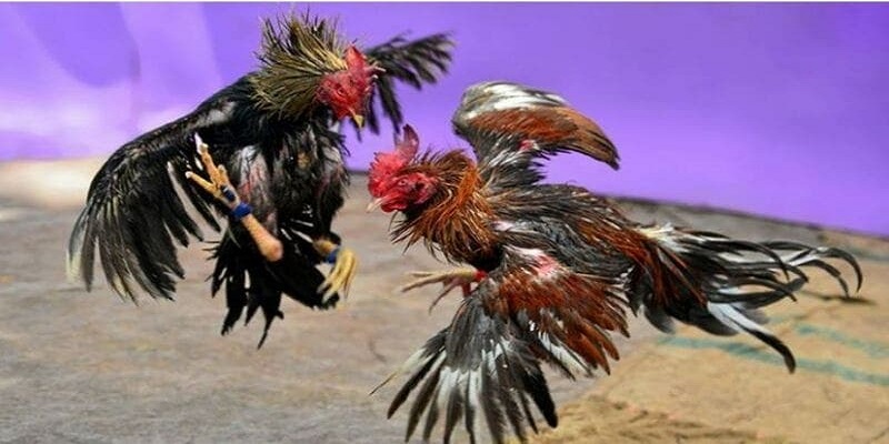 Đá Gà C1 Trong Thế Giới Đương Đại