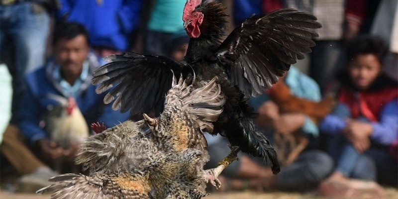 Đặc Điểm Của Gà Cựa Dao