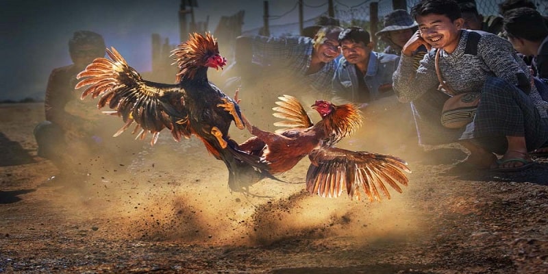 Khám Phá Thế Giới Đá Gà Tại 789bet
