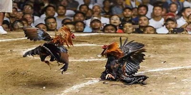 Tại Sao Nên Chọn Đá Gà Casino 789bet?
